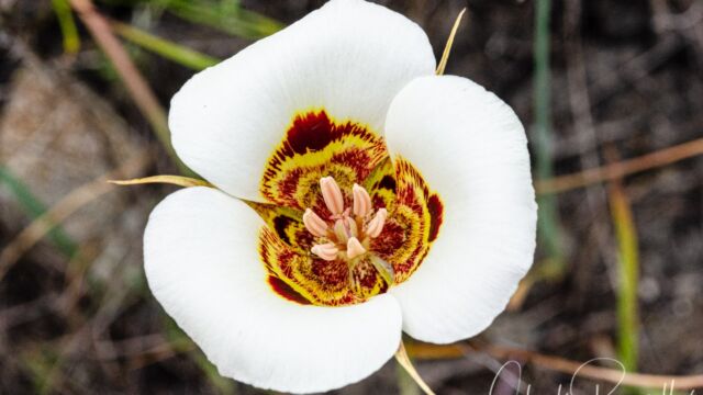 Calochortus vestae Coast range mariposa lily, Calochortus vestae