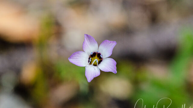 Gilia tricolor Bird's eye gilia, Gilia tricolor