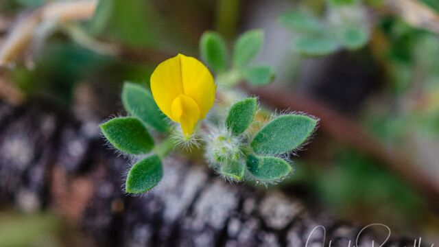 Acmispon brachycarpus Short podded lotus, Acmispon brachycarpus