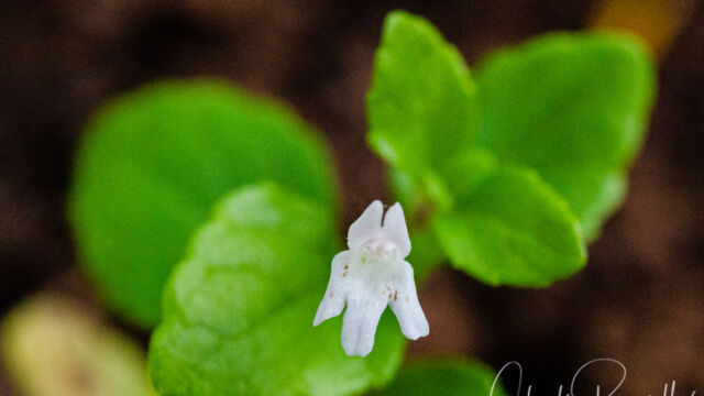 Clinopodium douglasii Yerba buena, Clinopodium douglasii