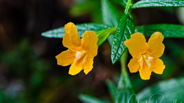 Diplacus aurantiacus Sticky monkeyflower (aka bush monkeyflower), Diplacus aurantiacus