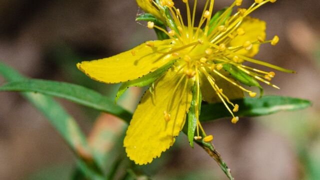 Hypericum concinnum Goldwire, Hypericum concinnum