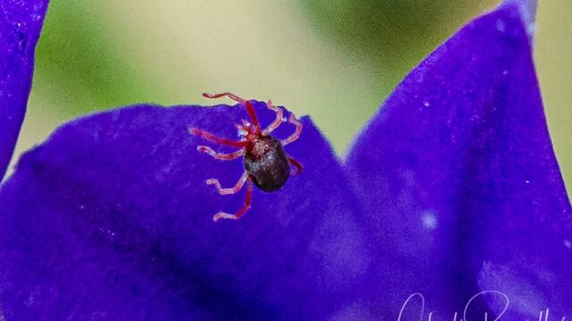 Balaustium spp. Sidewalk Mite, Balaustium spp.