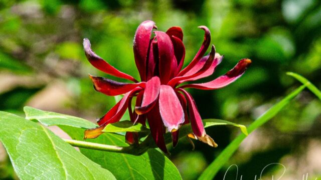Calycanthus occidentalis Spicebush (aka Western sweet shrub), Calycanthus occidentalis