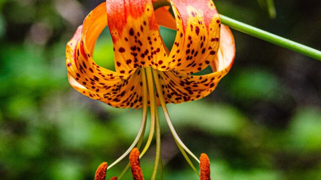 Lilium pardalinum ssp. pardalinum Leopard lily, Lilium pardalinum ssp. pardalinum