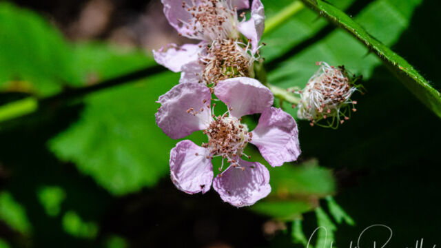 Rubus armeniacus Himalayan blackberry, Rubus armeniacus