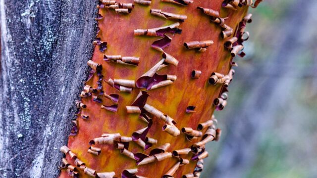 Arctostaphylos sp. Manzanita, Arctostaphylos sp.