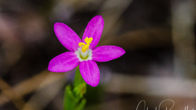 Zeltnera muehlenbergii Muehlenberg's centaury, Zeltnera muehlenbergii