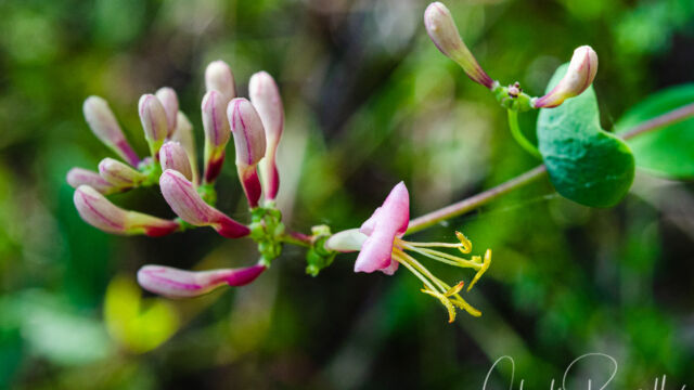 Lonicera hispidula Pink honeysuckle, Lonicera hispidula
