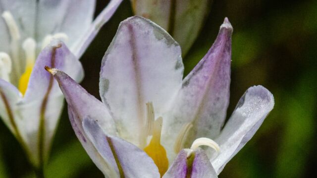 Triteleia peduncularis Long rayed brodiaea, Triteleia peduncularis