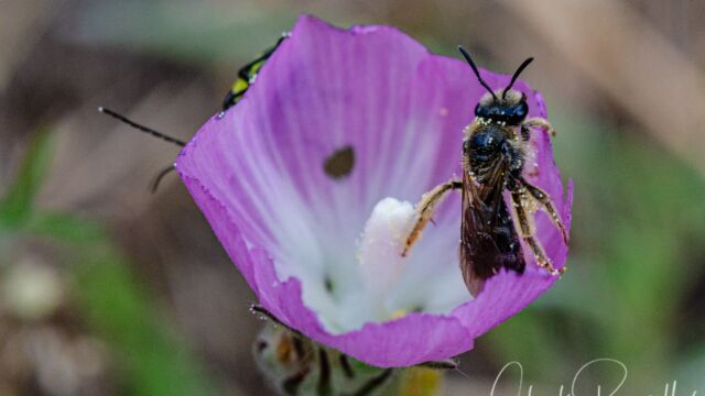 Lasioglossum spp. (subgenus Dialictus) Metallic Sweat Bee, Lasioglossum spp. (subgenus Dialictus)
