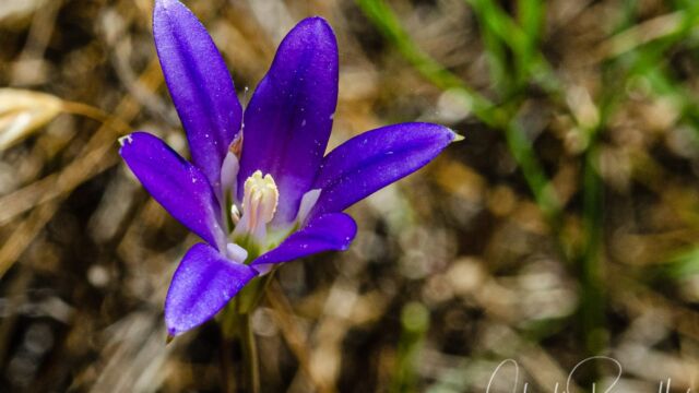 Brodiaea elegans ssp. elegans Harvest brodiaea, Brodiaea elegans ssp. elegans