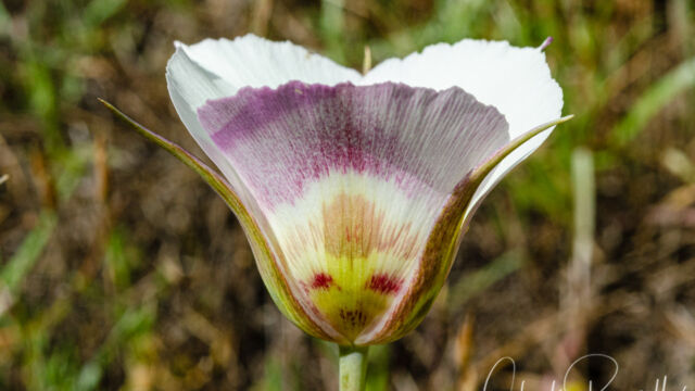 Calochortus vestae Coast range mariposa lily, Calochortus vestae