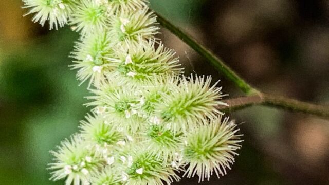 Torilis arvensis Spreading hedgeparsley (aka Sock destroyer), Torilis arvensis