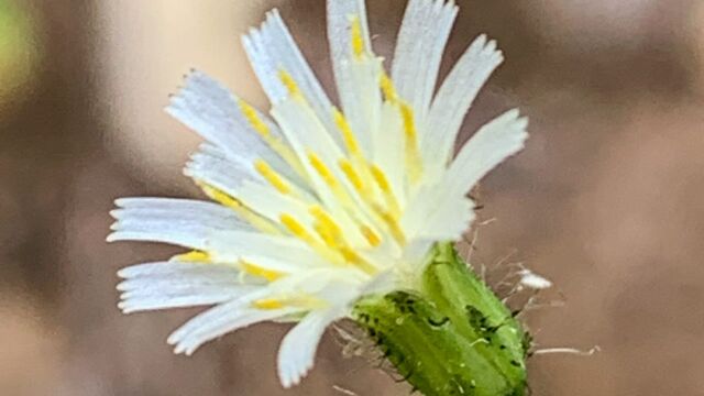 Hieracium albiflorum White hawkweed, Hieracium albiflorum