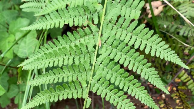 Dryopteris arguta California wood fern, Dryopteris arguta