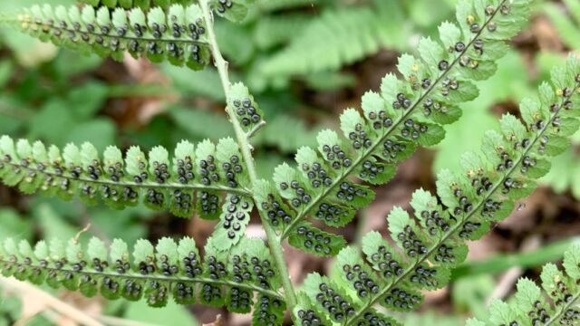 Dryopteris arguta California wood fern, Dryopteris arguta