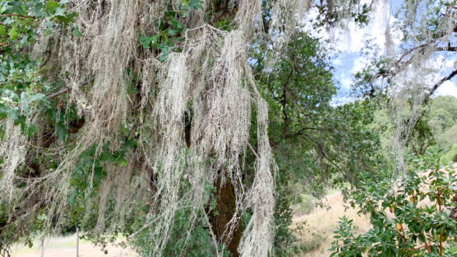 Ramalina menziesii Lace Lichen, Ramalina menziesii