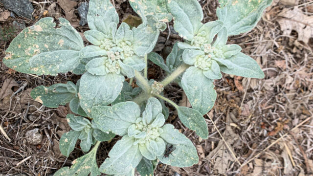 Croton setiger Doveweed, Croton setiger