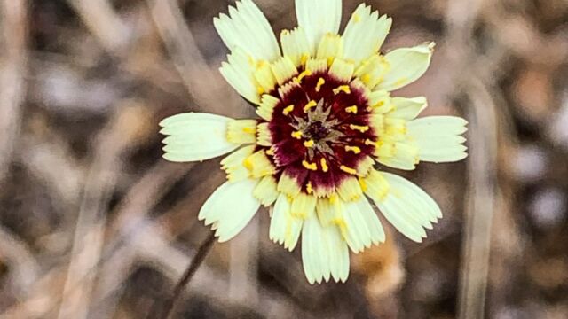 Tolpis barbata European umbrella milkwort (aka Black eyes), Tolpis barbata