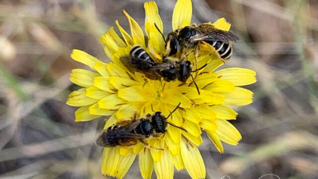 Halictus spp. Furrow Bee, Halictus spp.