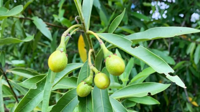 Umbellularia californica California bay, Umbellularia californica