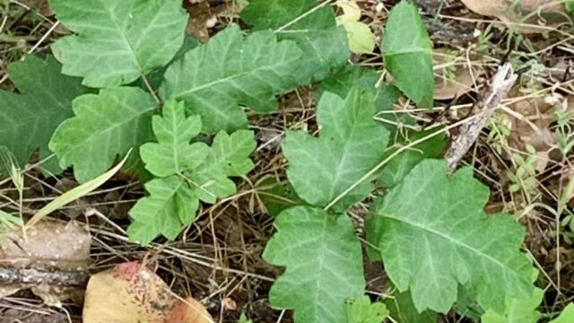 Toxicodendron diversilobum Poison oak, Toxicodendron diversilobum