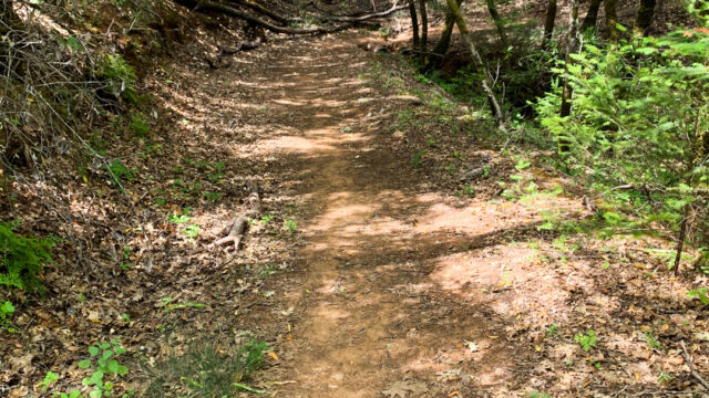 The NW Link Trail, heading towards the meadow. The NW Link Trail, heading towards the meadow.