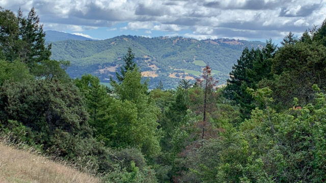 Meadow trail (just off the NW Link trail) Meadow trail (just off the NW Link trail)
