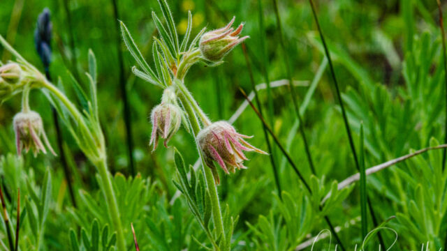 Geum triflorum var. ciliatum Prairie-smoke, Geum triflorum var. ciliatum