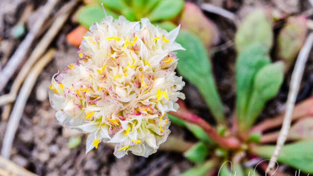 Calyptridium umbellatum Mt. Hood pussypaws, Calyptridium umbellatum