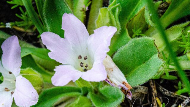 Hesperochiron californicus California hesperochiron, Hesperochiron californicus