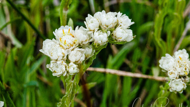Antennaria media Rocky mountain pussytoes, Antennaria media