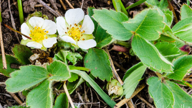 Fragaria virginiana Virginia strawberry, Fragaria virginiana