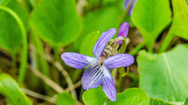Viola adunca ssp. adunca Western dog violet, Viola adunca ssp. adunca