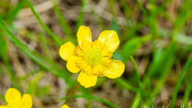 Ranunculus alismifolius Plantainleaf buttercup, Ranunculus alismifolius