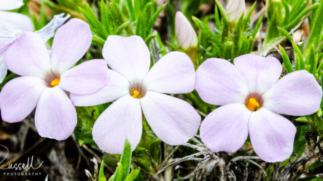 Phlox diffusa Spreading phlox, Phlox diffusa