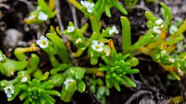 Plagiobothrys sp. Popcornflower, Plagiobothrys sp.
