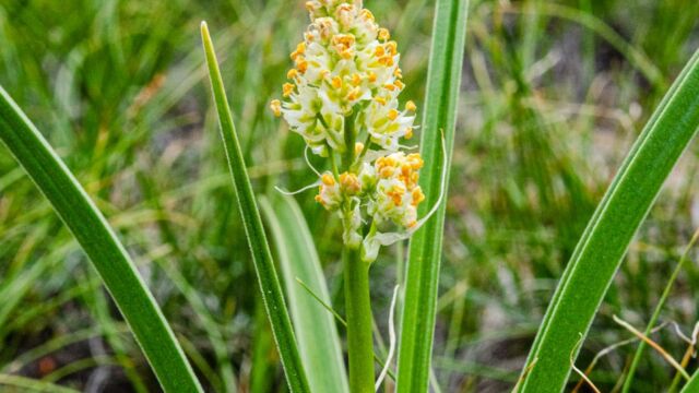Toxicoscordion paniculatum Foothill deathcamas, Toxicoscordion paniculatum