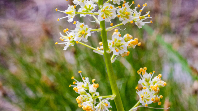 oxicoscordion paniculatum Foothill deathcamas, Toxicoscordion paniculatum