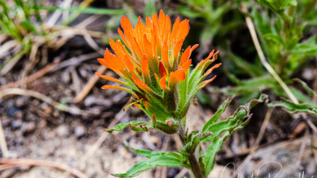 Castilleja applegatei ssp. pallida Wavyleaf indian paintbrush, Castilleja applegatei ssp. pallida