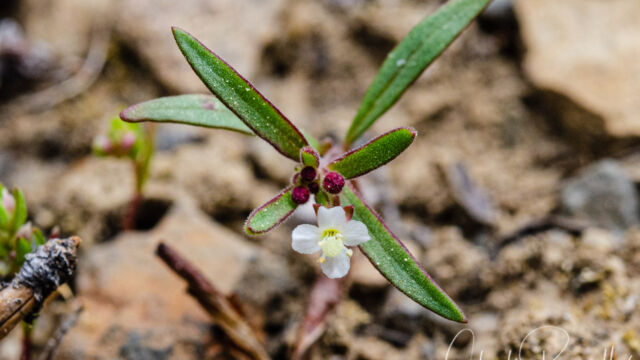 Gayophytum humile Dwarf groundsmoke, Gayophytum humile