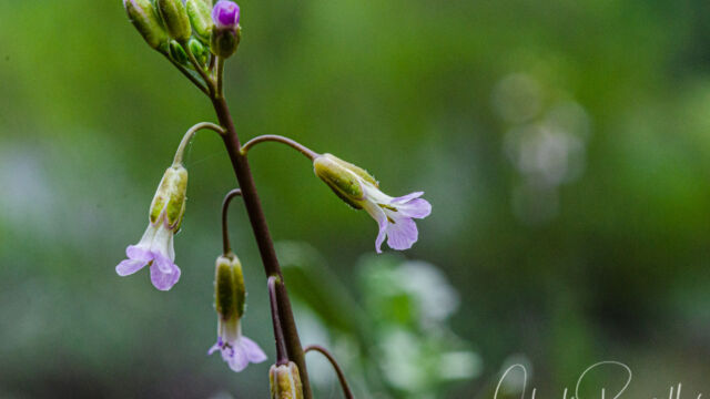 Boechera retrofracta Reflexed rockcress, Boechera retrofracta