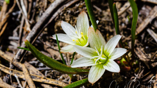 Lewisia nevadensis Nevada lewisia, Lewisia nevadensis