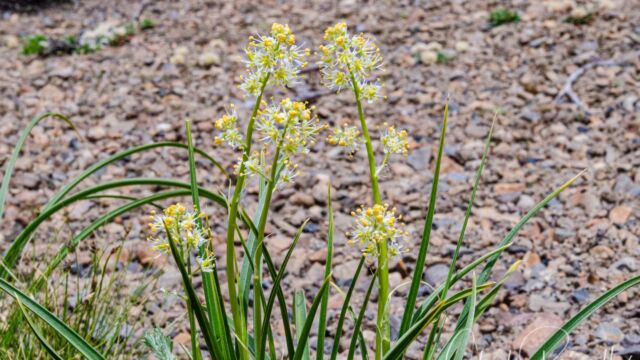 Toxicoscordion paniculatum Foothill deathcamas, Toxicoscordion paniculatum