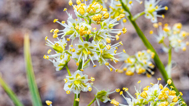 Toxicoscordion paniculatum Foothill deathcamas, Toxicoscordion paniculatum