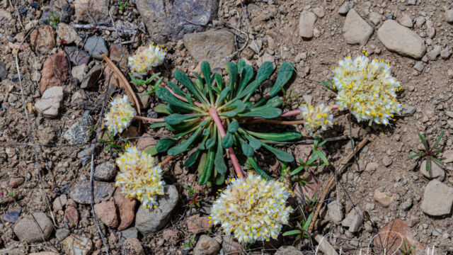 Calyptridium umbellatum Mt. Hood pussypaws, Calyptridium umbellatum