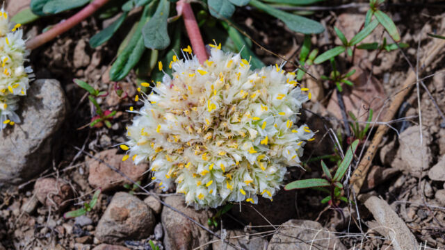 Calyptridium umbellatum Mt. Hood pussypaws, Calyptridium umbellatum
