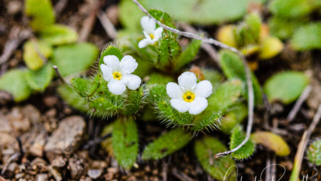 Cryptantha circumscissa Cushion cryptantha, Cryptantha circumscissa