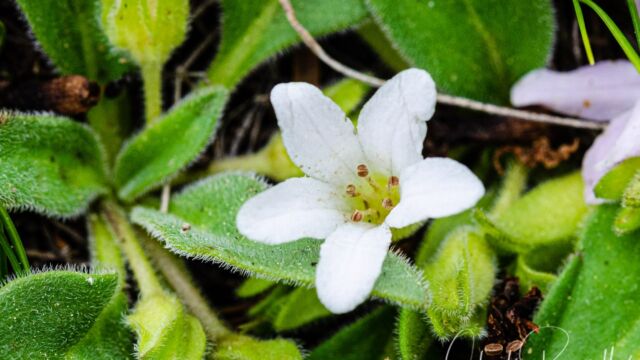 Hesperochiron californicus California hesperochiron, Hesperochiron californicus